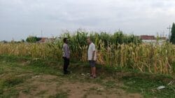 Polisi Sambangi Petani Jagung di Triwung Lor, Siap Bantu Penanganan Hama hingga Pembersihan Lahan Polisi Sambangi Petani Jagung di Triwung Lor, Siap Bantu Penanganan Hama hingga Pembersihan Lahan