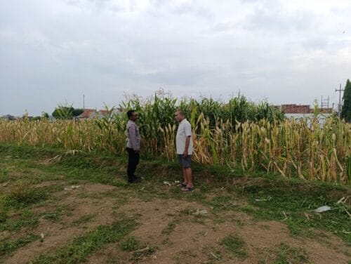 Polisi Sambangi Petani Jagung di Triwung Lor, Siap Bantu Penanganan Hama hingga Pembersihan Lahan Polisi Sambangi Petani Jagung di Triwung Lor, Siap Bantu Penanganan Hama hingga Pembersihan Lahan