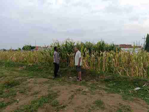 Polisi Sambangi Petani Jagung di Triwung Lor, Siap Bantu Penanganan Hama hingga Pembersihan Lahan