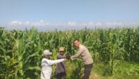 Polisi Sambangi Lahan Jagung di Wonoasih, Siap Dampingi Petani Hadapi Kendala di Lapangan