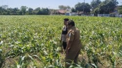 Polisi Dampingi Lahan Jagung Milik Ponpes di Tongas, Perkuat Program Ketahanan Pangan Nasional Polisi Dampingi Lahan Jagung Milik Ponpes di Tongas, Perkuat Program Ketahanan Pangan Nasional