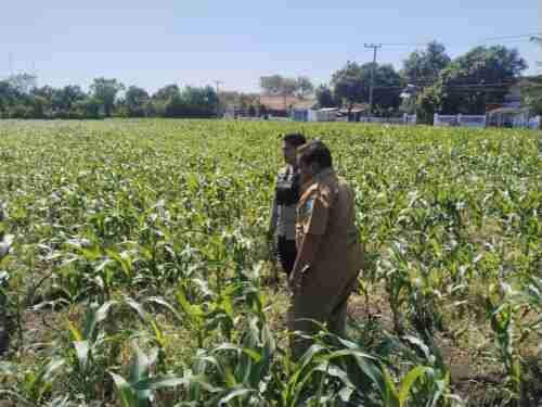 Polisi Dampingi Lahan Jagung Milik Ponpes di Tongas, Perkuat Program Ketahanan Pangan Nasional Polisi Dampingi Lahan Jagung Milik Ponpes di Tongas, Perkuat Program Ketahanan Pangan Nasional