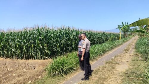 Polisi Dampingi Petani Jagung di Sumberasih, Lahan 1,3 Hektare Diproyeksikan Panen Agustus 2026 Polisi Dampingi Petani Jagung di Sumberasih, Lahan 1,3 Hektare Diproyeksikan Panen Agustus 2026