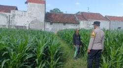 Bhabinkamtibmas Masuk Lahan Pertanian, Perkuat Ketahanan Pangan dari Tingkat Kelurahan Bhabinkamtibmas Masuk Lahan Pertanian, Perkuat Ketahanan Pangan dari Tingkat Kelurahan
