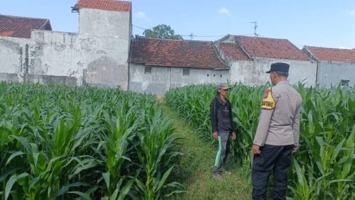 Bhabinkamtibmas Masuk Lahan Pertanian, Perkuat Ketahanan Pangan dari Tingkat Kelurahan Bhabinkamtibmas Masuk Lahan Pertanian, Perkuat Ketahanan Pangan dari Tingkat Kelurahan