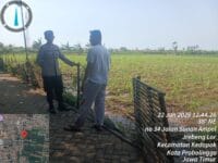 Dari Keamanan ke Pertanian, Polisi Kedopok Hadir Dampingi Petani Jagung
