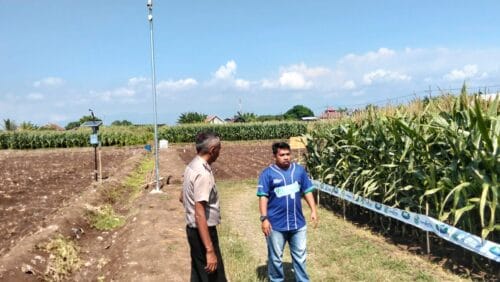 Polsek Sumberasih Monitoring Lahan Jagung 21,5 Hektare di Desa Pesisir, Dukung Ketahanan Pangan Nasional Polsek Sumberasih Monitoring Lahan Jagung 21,5 Hektare di Desa Pesisir, Dukung Ketahanan Pangan Nasional