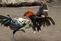 Sabung Ayam Menggila, Integritas Penegak Hukum di Nganjuk Dipertanyakan