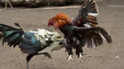 Sabung Ayam Menggila, Integritas Penegak Hukum di Nganjuk Dipertanyakan