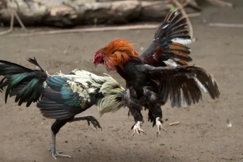 Sabung Ayam Menggila, Integritas Penegak Hukum di Nganjuk Dipertanyakan