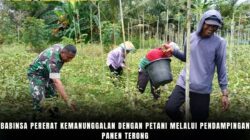 Babinsa Pererat Kemanunggalan Dengan Petani Melalui Pendampingan Panen Terong
