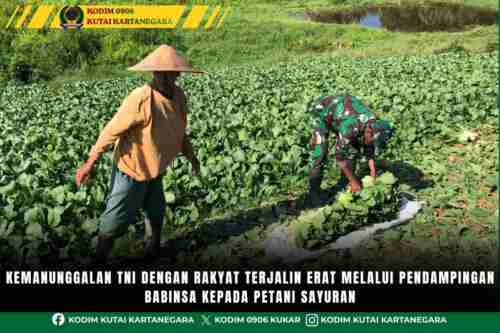Kemanunggalan TNI Dengan Rakyat Terjalin Erat Melalui Pendampingan Babinsa Kepada Petani Sayuran