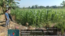Dukung Program Ketahanan Pangan, Polsek Sumberasih Rutin Monitoring Lahan Jagung
