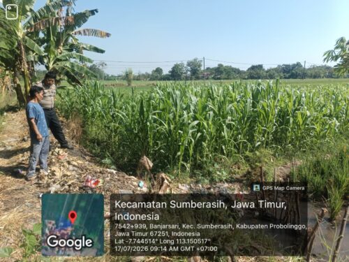 Dukung Program Ketahanan Pangan, Polsek Sumberasih Rutin Monitoring Lahan Jagung