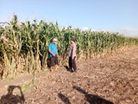 Polsek Sumberasih Tinjau Lahan Jagung Binaan, Dorong Produktivitas Petani Probolinggo