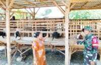 TMMD 129 Bojonegoro: Babinsa Kesongo ‘Sentuh Hati’ Peternak Kambing