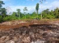 TMMD Ke-129 Tuntaskan Pembukaan Lahan 1 Hektar, Siap Ditanami untuk Perkuat Ketahanan Pangan Kampung Sesor