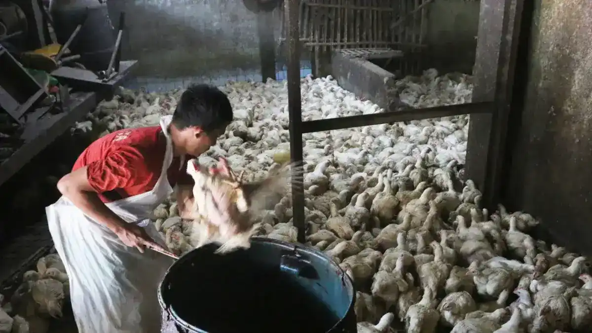 Ketika biaya produksi meningkat, ruang penyesuaian harga menjadi lebih besar, terutama di sentra yang menghadapi tekanan pasokan