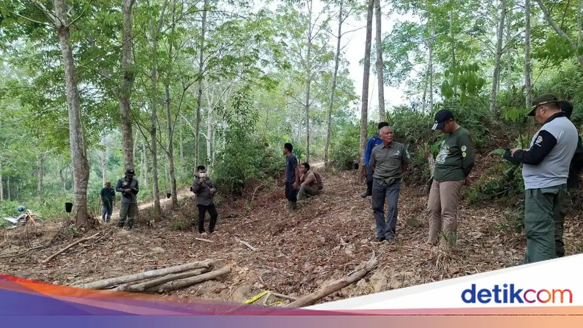 Penyelidikan Kematian Anak Gajah Sumatera di Konsesi Jambi Berlanjut