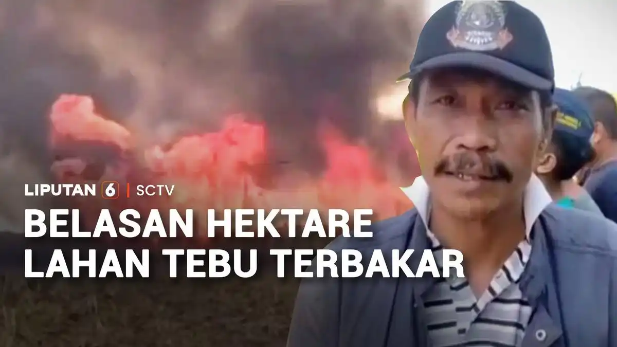 Kebakaran Melanda Lahan Tebu Siap Panen PTPN XI Gunungsari di Jember