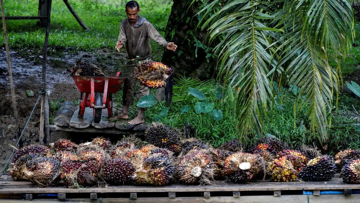BPDP Siapkan Inkubasi Bisnis Perkebunan bagi Mahasiswa melalui Plantationpreneurs Festival 2026