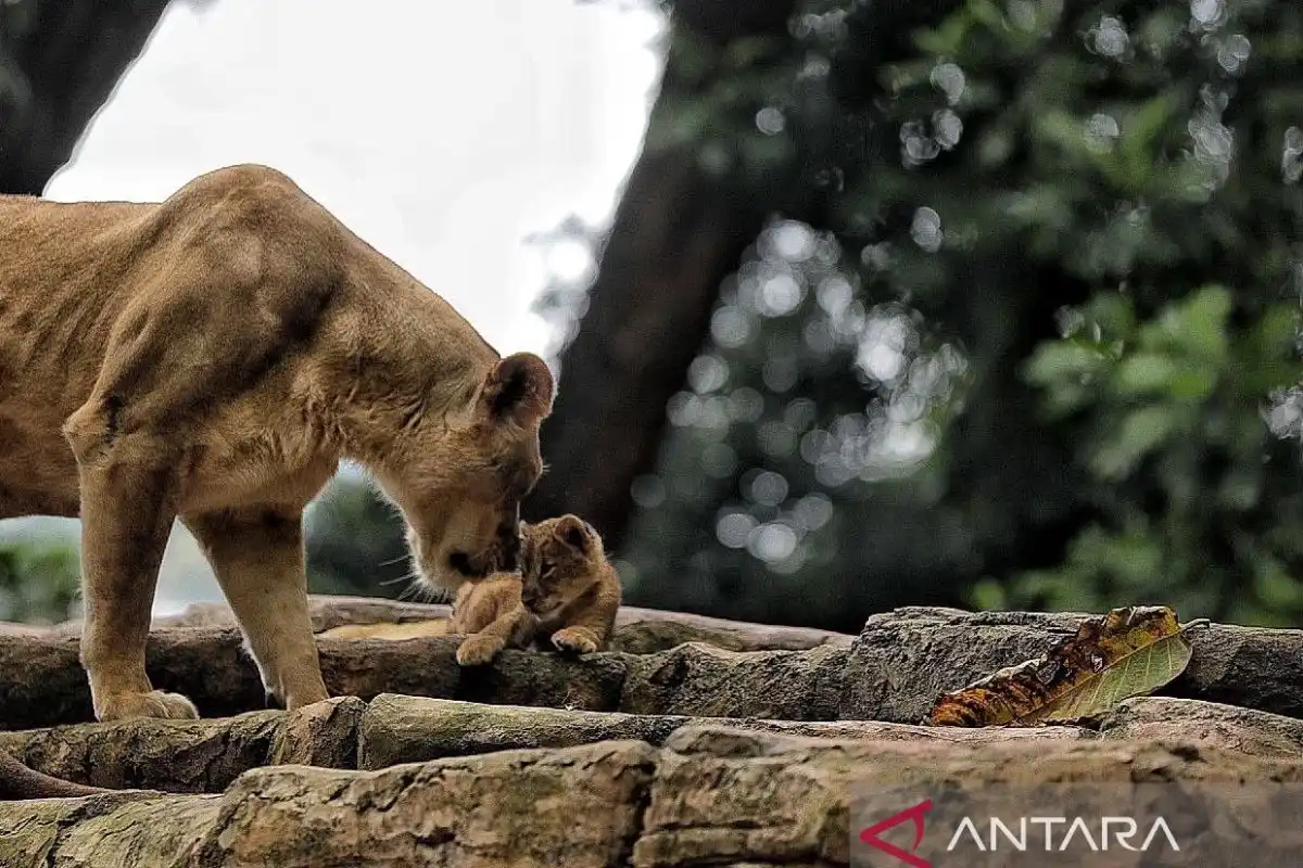 Penataan Transisi Bandung Zoo Diprioritaskan Sebelum Revitalisasi Berlanjut