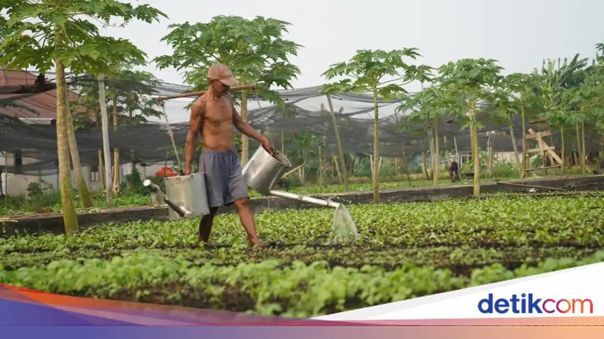 Kabut Asap dan Kemarau Menekan Panen Sayuran Petani Pontianak