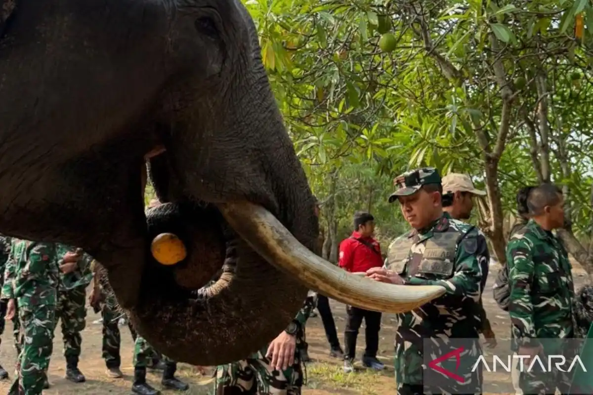 Perhatian Danrem 044/Garuda Dempo terhadap Kesehatan Gajah di Padang Sugihan
