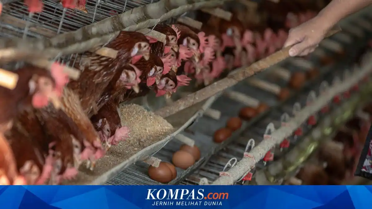 Harga Jagung Tinggi, Peternak Ayam Blitar Klaim Tekor Rp4.000 per Kilogram Telur