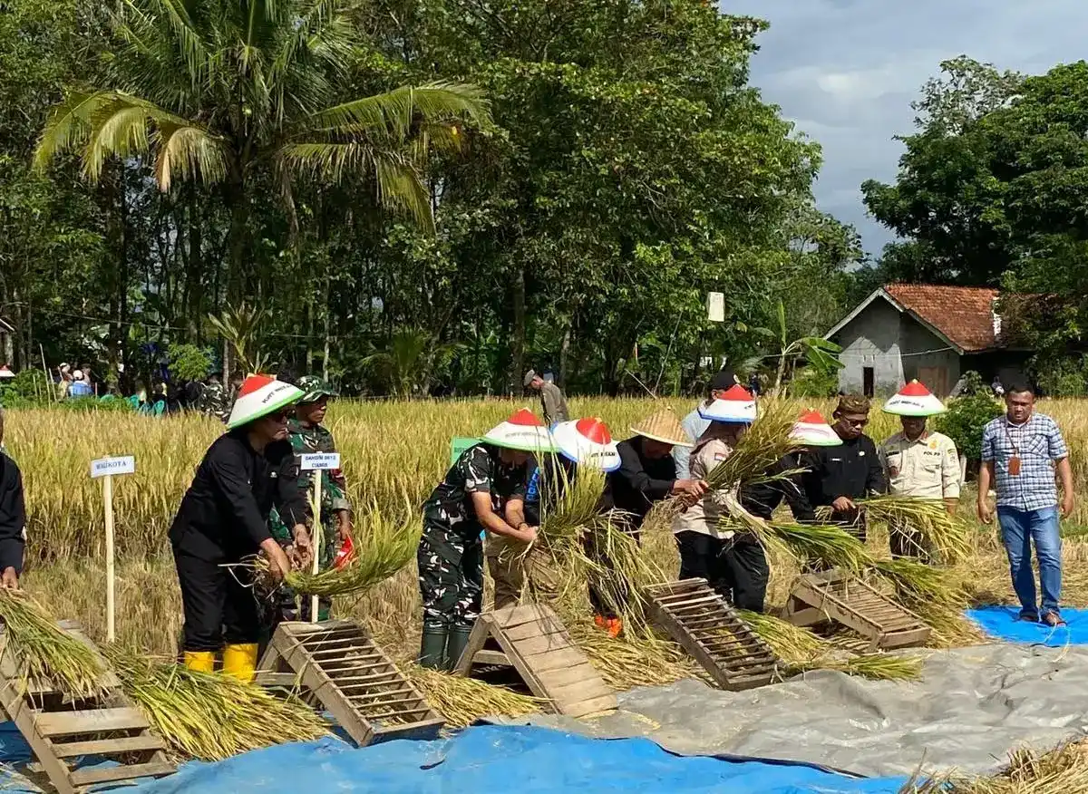 Bulog Ciamis Catat Penyerapan Gabah 140 Ribu Ton, Capai 187 Persen Target