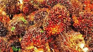 Harga TBS Sawit Kalbar Oktober 2026 Ditentukan hingga Rp3.537,64 per Kilogram