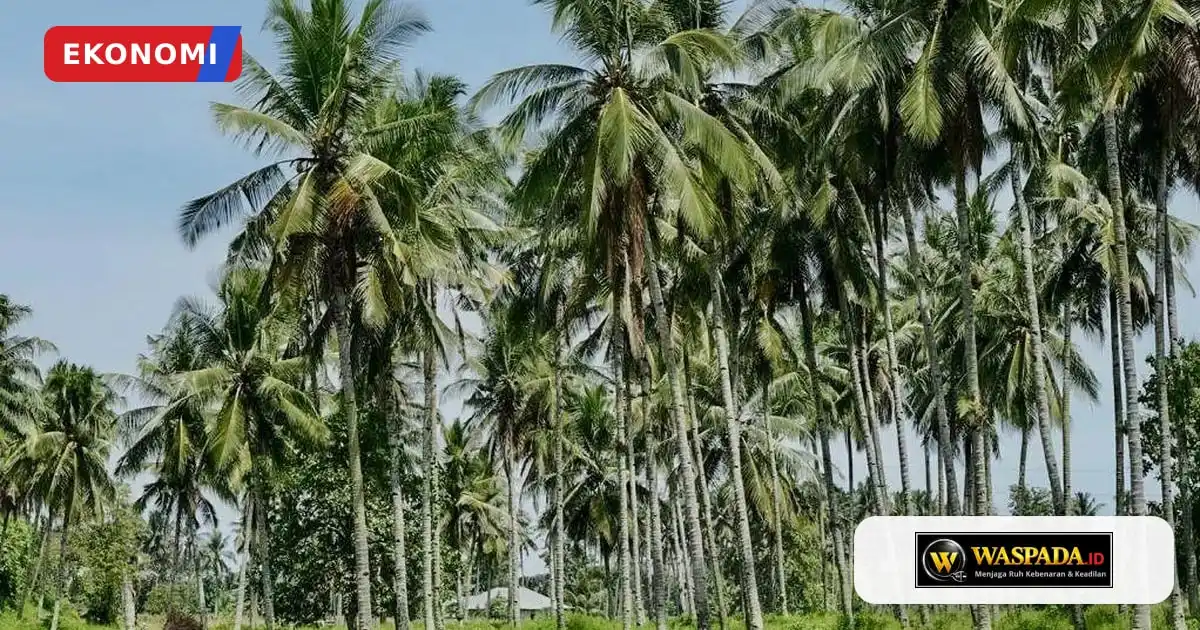 Pemerintah Rancang Peremajaan Kebun Kelapa dan Penguatan Industri Hilir Nasional