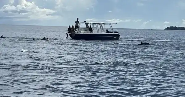 Dolphin Trip Pulau Weh Menawarkan Pengalaman Melihat Lumba-Lumba di Alam Bebas