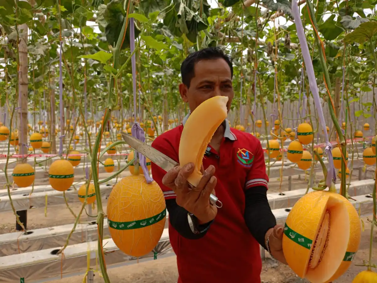 Melon Hidroponik Sidorejo Tawarkan Wisata Petik Buah Premium