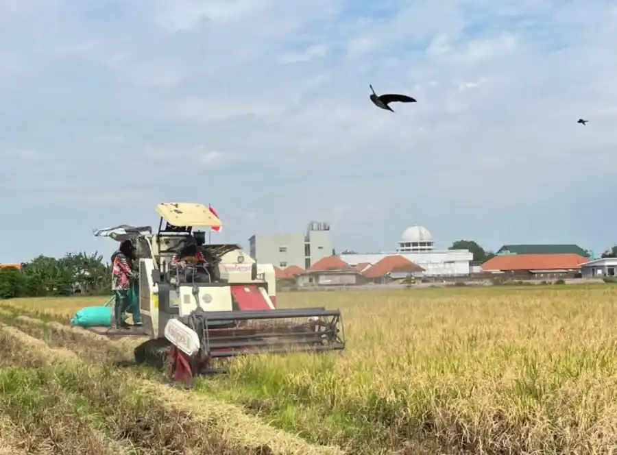 Serapan Gabah Bulog Kediri Tembus 107,87 Persen pada Awal Oktober 2026
