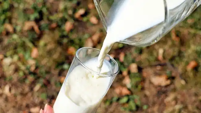 Produksi Susu Nasional Mulai Pulih, tetapi Ketergantungan Impor Masih Tinggi