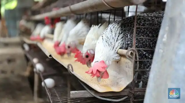 Membandingkan Nilai Gizi Ayam Kampung dan Broiler Tanpa Terjebak Anggapan