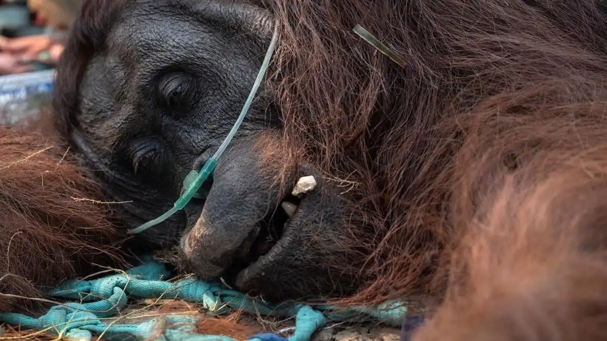 Penyelamatan Puluhan Orangutan Kalimantan dari Kepungan Karhutla