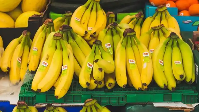 Ancaman Jamur TR4 dari Indonesia terhadap Masa Depan Pisang Dunia
