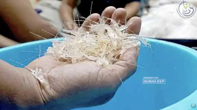Potensi Benih Lobster Indonesia Terdesak Penyelundupan dan Ketergantungan Budidaya Vietnam