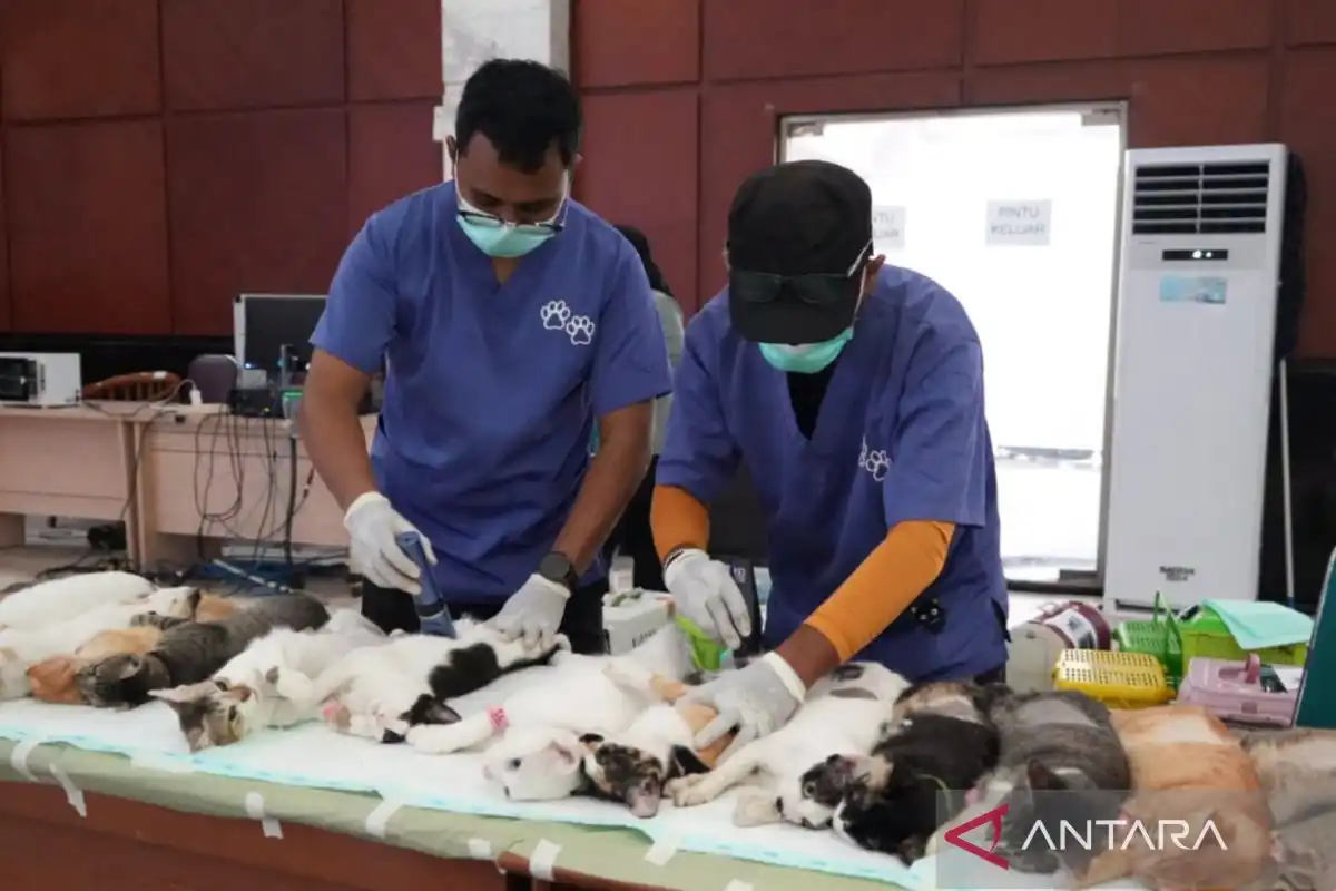 Sterilisasi Kucing Tanpa Pemilik Diperluas di Jakarta Timur untuk Menekan Populasi