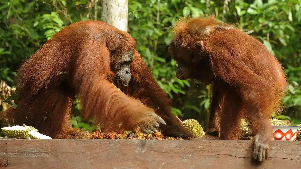 Karhutla Tanjung Puting Capai 513,89 Hektare, Pemadaman Udara Masih Terkendala
