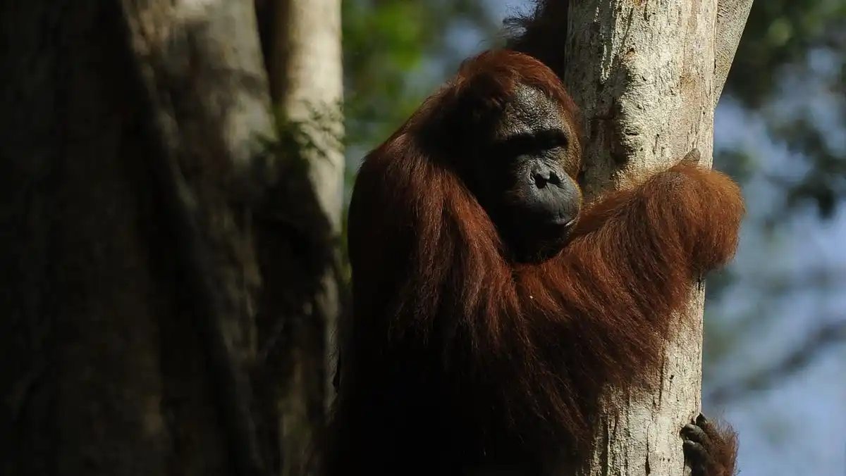 Karhutla Meluas, Kawasan Habitat Orangutan di Tanjung Puting Terancam
