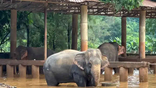 Jejak Alexander: Ketika Kematian Seekor Gajah Mengubah Ekosistem Afrika