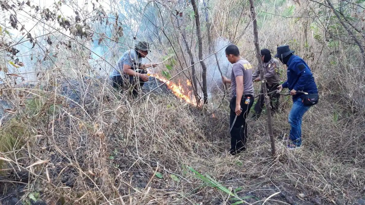 Rencana Penambahan Polisi Hutan dan Tantangan Pengamanan Kawasan Hutan Indonesia