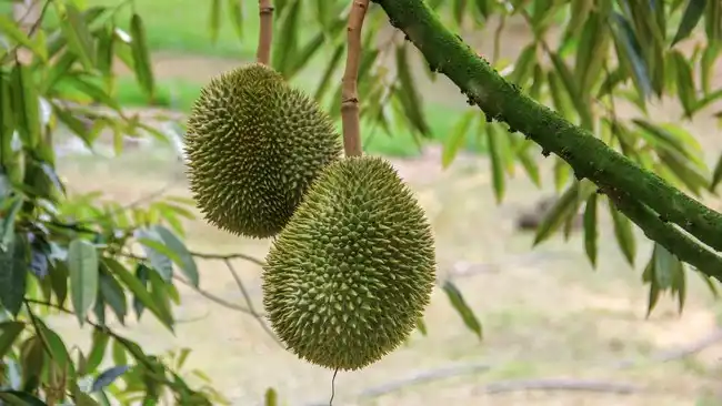 Nutryfarm Beralih ke Teknologi, Pemegang Saham Desak Pergantian CEO