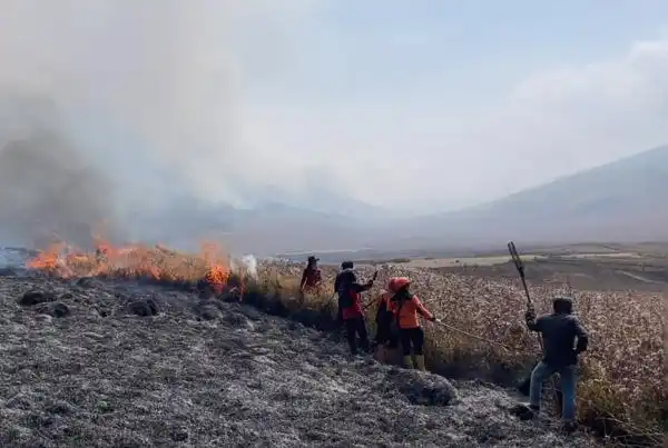 Empat Petugas Meninggal Saat Menangani Kebakaran di Kawasan Bromo