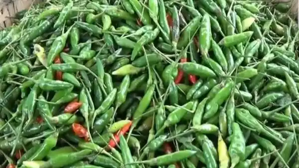 Harga Pangan Nasional Turun pada Awal Pekan, Cabai Rawit Hijau Merosot Tajam