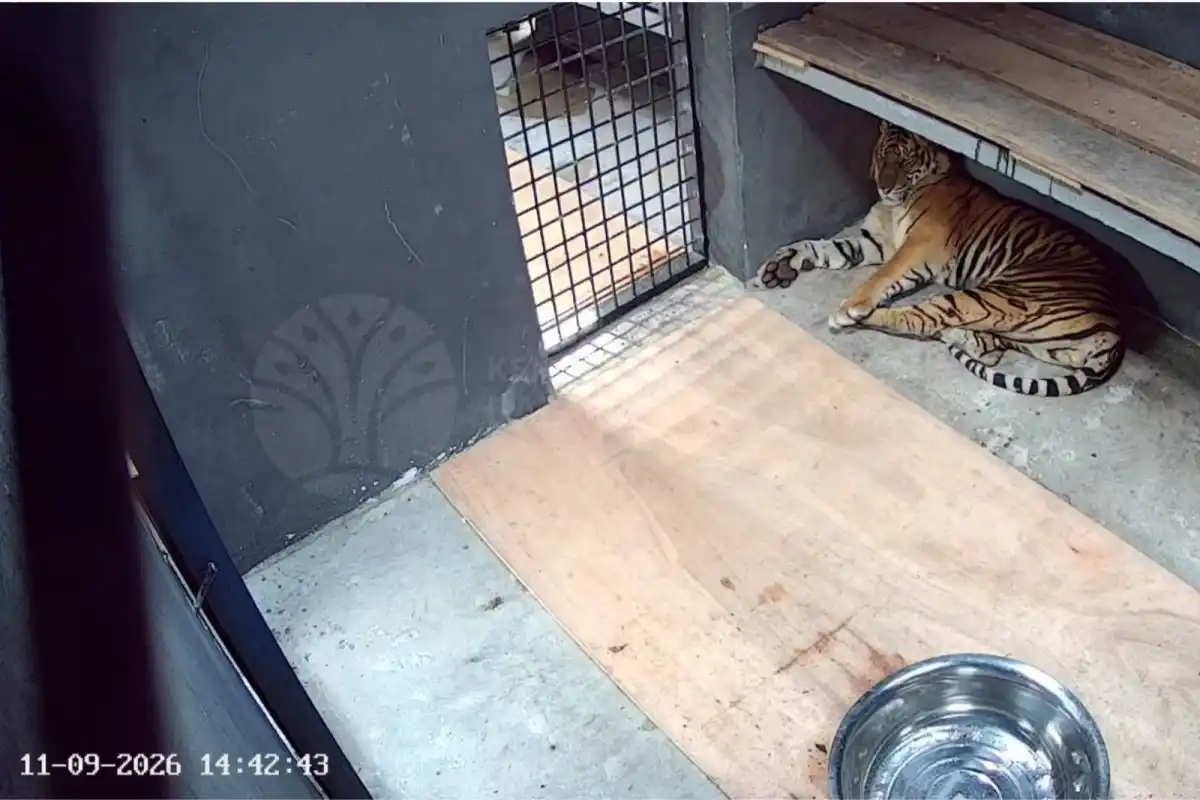 Harimau Sumatera dari Semenanjung Kampar Dirawat Sementara di Kasang Kulim