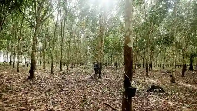 UNSP Bentuk Bakrie Bhumi Phala untuk Perdagangan Minyak Nabati